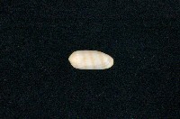 藏品(菲律賓榖米螺)的圖片